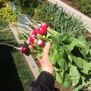 بذر خانگی تربچه گرد دو رنگ نوتریکا